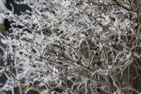 Hoarfrost Thorns